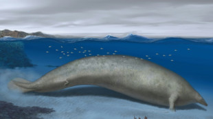 Ancestral 'peruano' da baleia azul pode ser animal mais pesado que já existiu