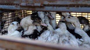 Grippe aviaire: 2,9 millions de volailles abattues depuis le début de la crise