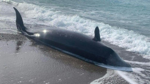 Sieben verendete Wale an der Westküste Zyperns angeschwemmt