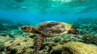 Los oc&eacute;anos sufren el calor de la contaminaci&oacute;n de origen humano