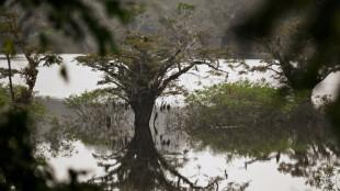 Cambio climático y deforestación amenazan al humedal mejor conservado de Ecuador