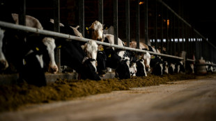 La ganadería representa el 12% de las emisiones de gases con efecto invernadero, según la FAO