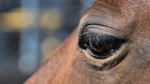 Brandenburger Gericht erlaubt Zwangsweitergabe von vernachlässigten Pferden