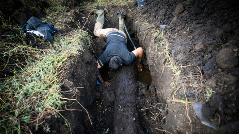 Dans le marais de Brière, des chênes enfouis témoins de l'histoire du climat