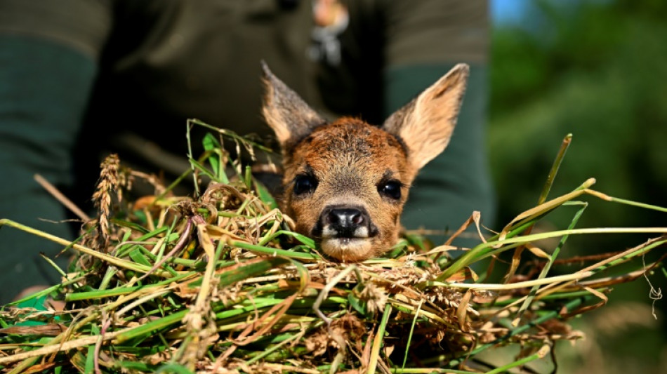 "Salvar a Bambi", una campa&ntilde;a en B&eacute;lgica para rescatar cervatillos