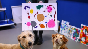 Art for bark's sake: stray dogs take up painting for UK charity