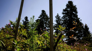 R&eacute;cord mundial de temperatura media al inicio de junio, seg&uacute;n el servicio europeo Copernicus