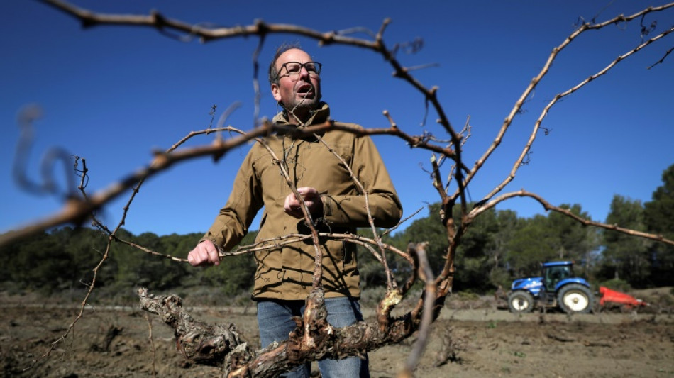 S&eacute;cheresse, surproduction: les vignerons audois arrachent leurs vignes la mort dans l'&acirc;me